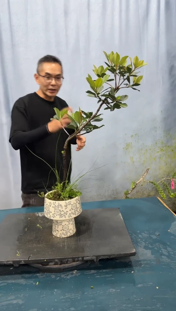 当前无花朵，栽培后可花朵海岛春花海岛春花盆景