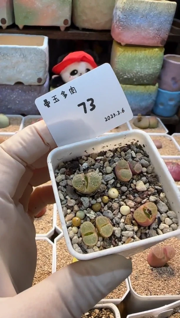 【闪购商品】25.3.6-73谷安