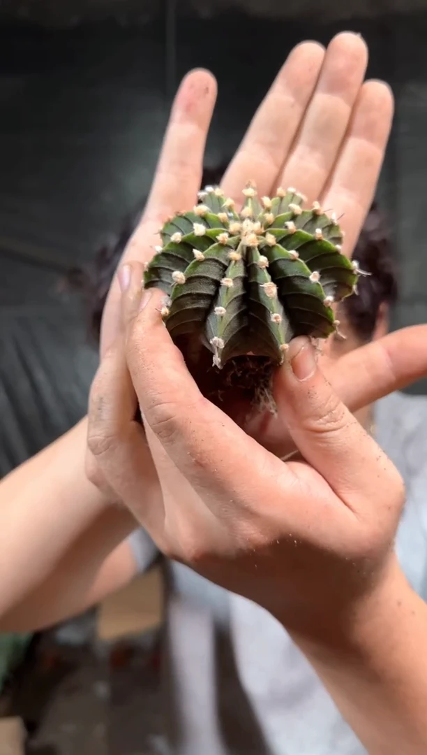 3颗 泰系 肋骨【实生根】4-6cm