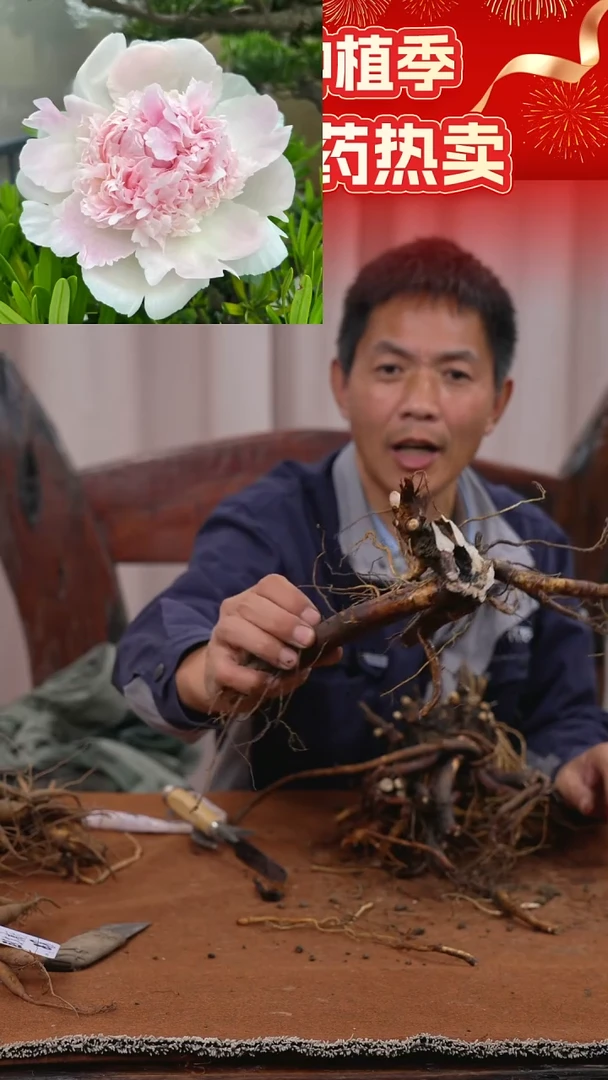 【晚场原颗芍药一物一拍】20号