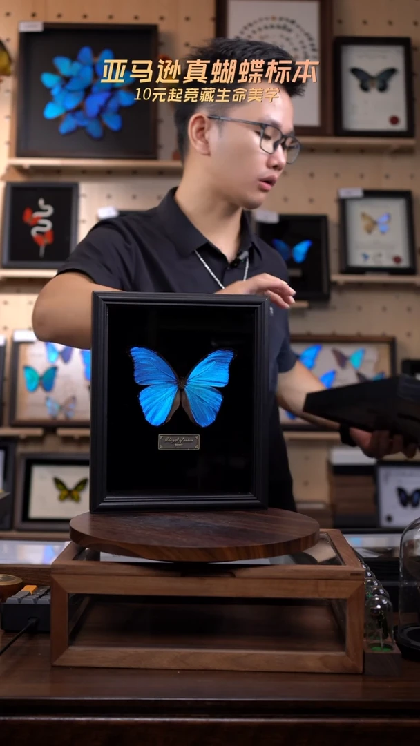 大蓝闪蝶黑绒底版10寸欧式框