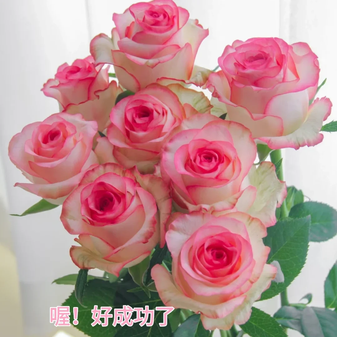 【艾莎玫瑰】【宠粉福利】花期久云南鲜花任意两件包邮送货上门