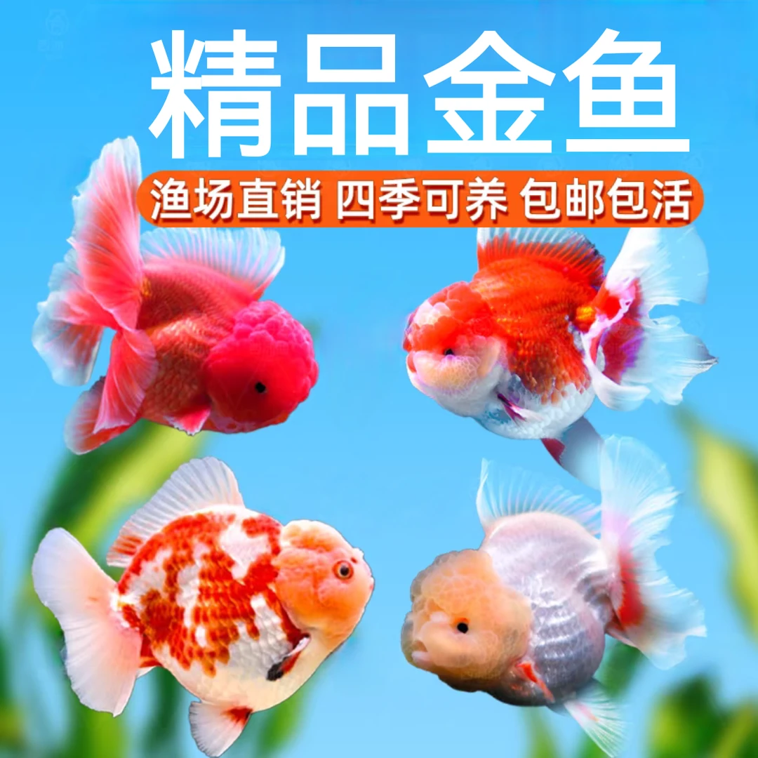 大尺寸11尾（元宝/玛丽/鎏金/龙睛/泰狮）混搭