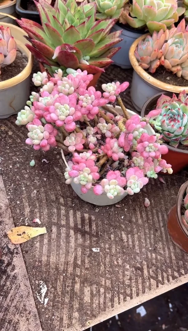 初*?多肉植物一物一拍20215