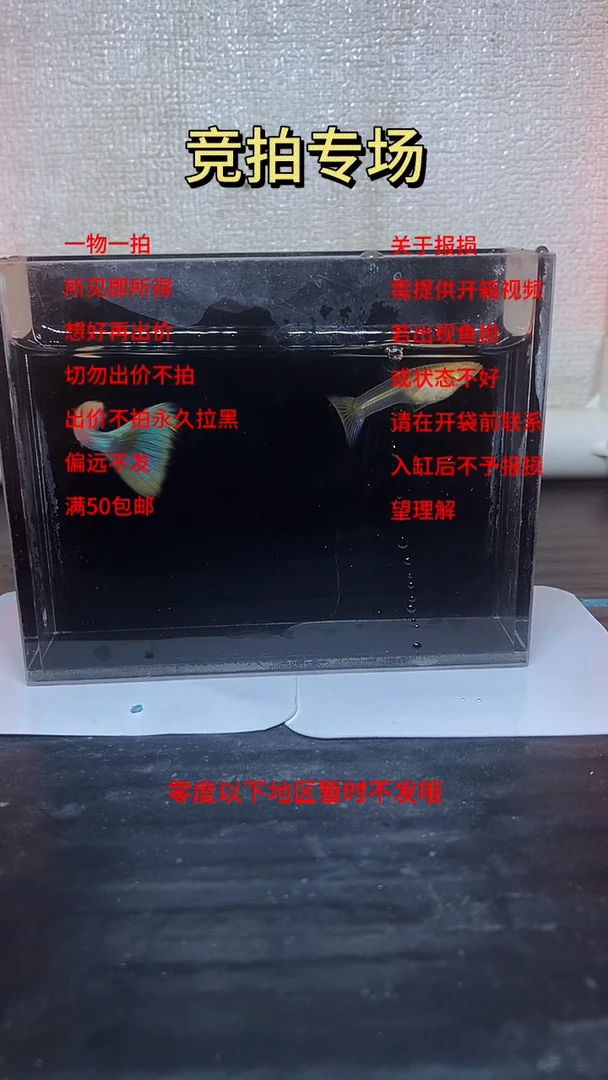 孔雀鱼极光孔雀鱼  03