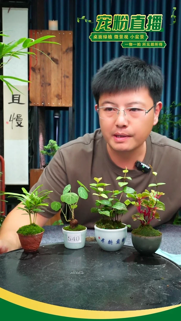无花朵小*苔藓微景观540号