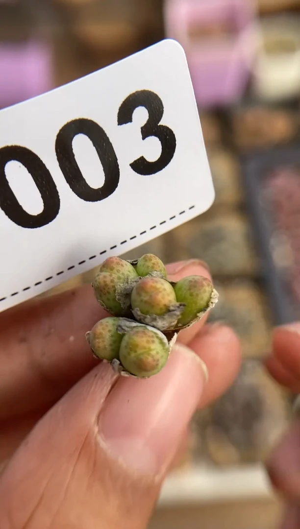 【闪购商品】9003直播一物一拍