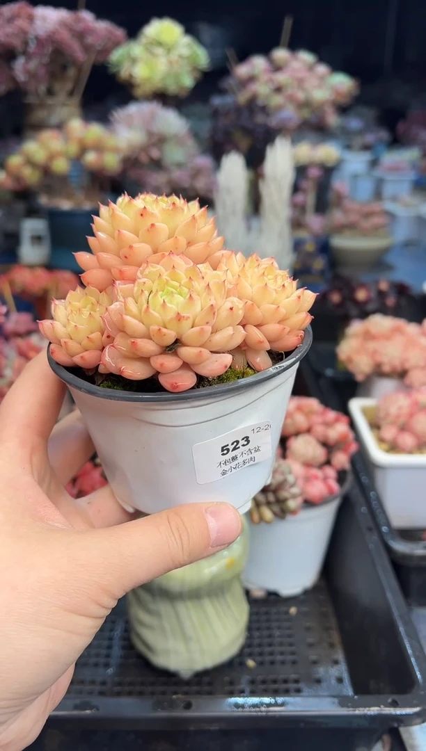 【闪购商品】523不带盆