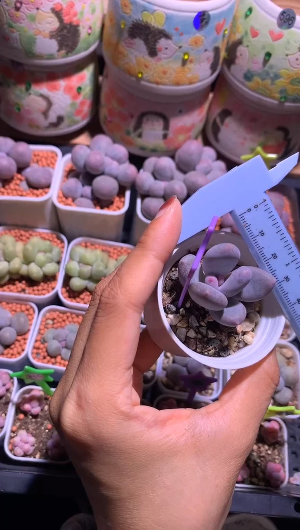 大叶奶酪，满28包邮，不满发一个叶片到付