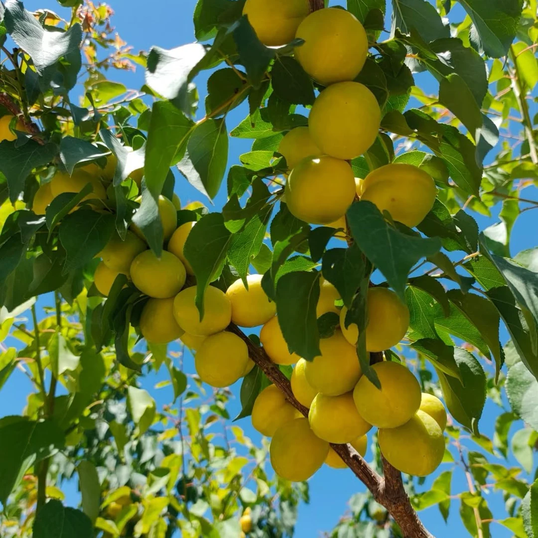 新疆吐鲁番巴达木小白杏树苗直发包邮3年苗新疆直发带泥浆发货