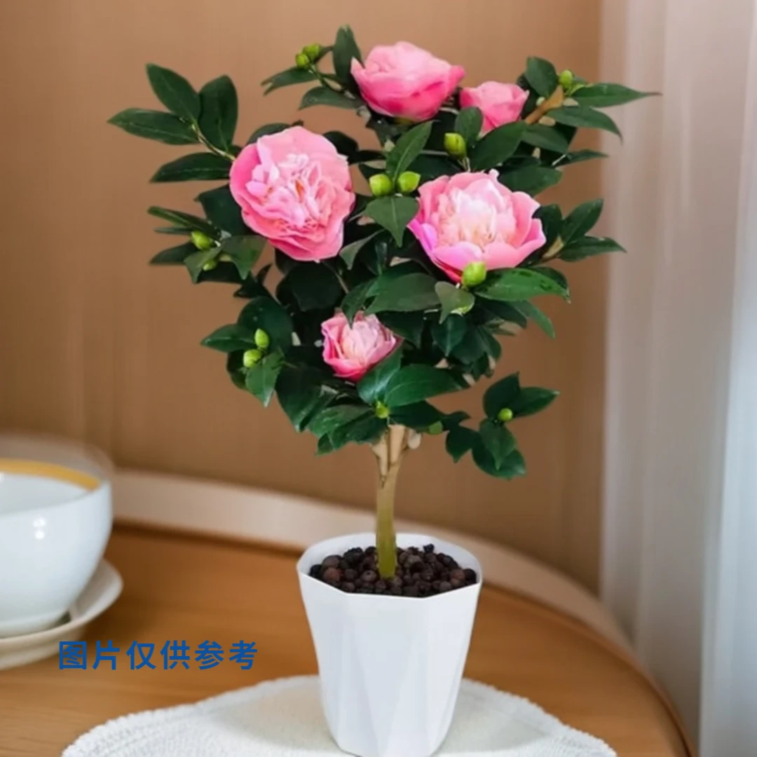 【60~70cm四季香妃带花苞】茶花带花苞发货室外好养耐寒耐热
