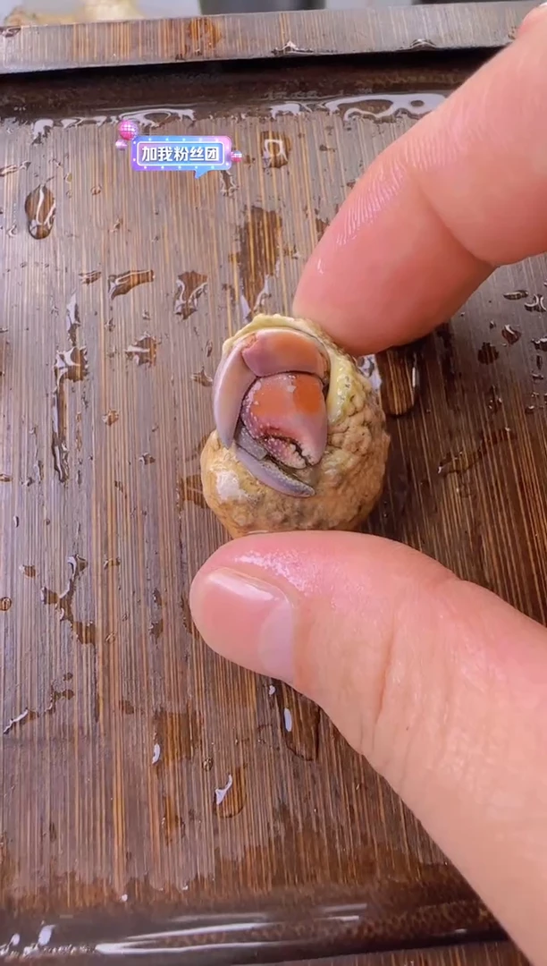 1.5口紫陆豆一只