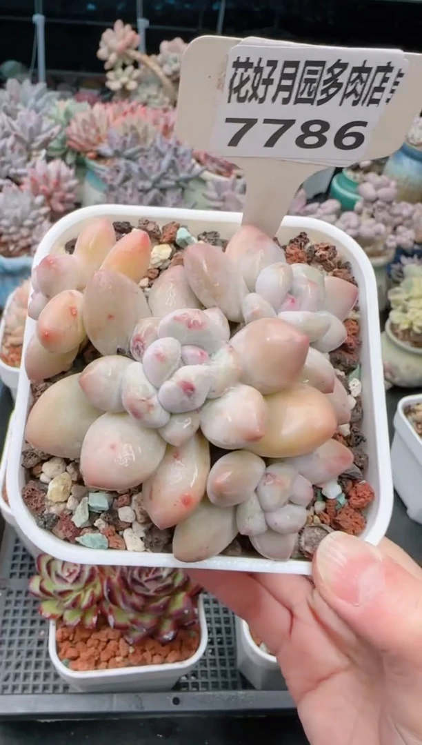 【闪购商品】7786香水