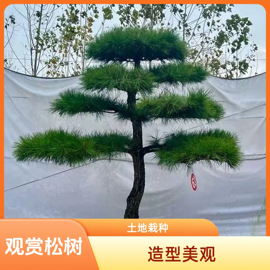 观赏黑松绿化油松土地种植赤松景栽种实用观造型松（一物一拍订金）
