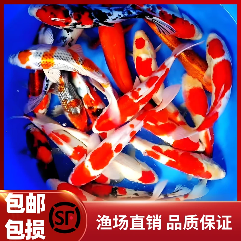 大尺寸锦鲤活鱼观赏鱼纯种红白三色冷水淡水观赏鱼好养耐活锦鲤