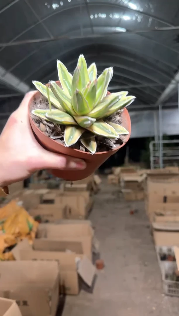 辉山      【带根】