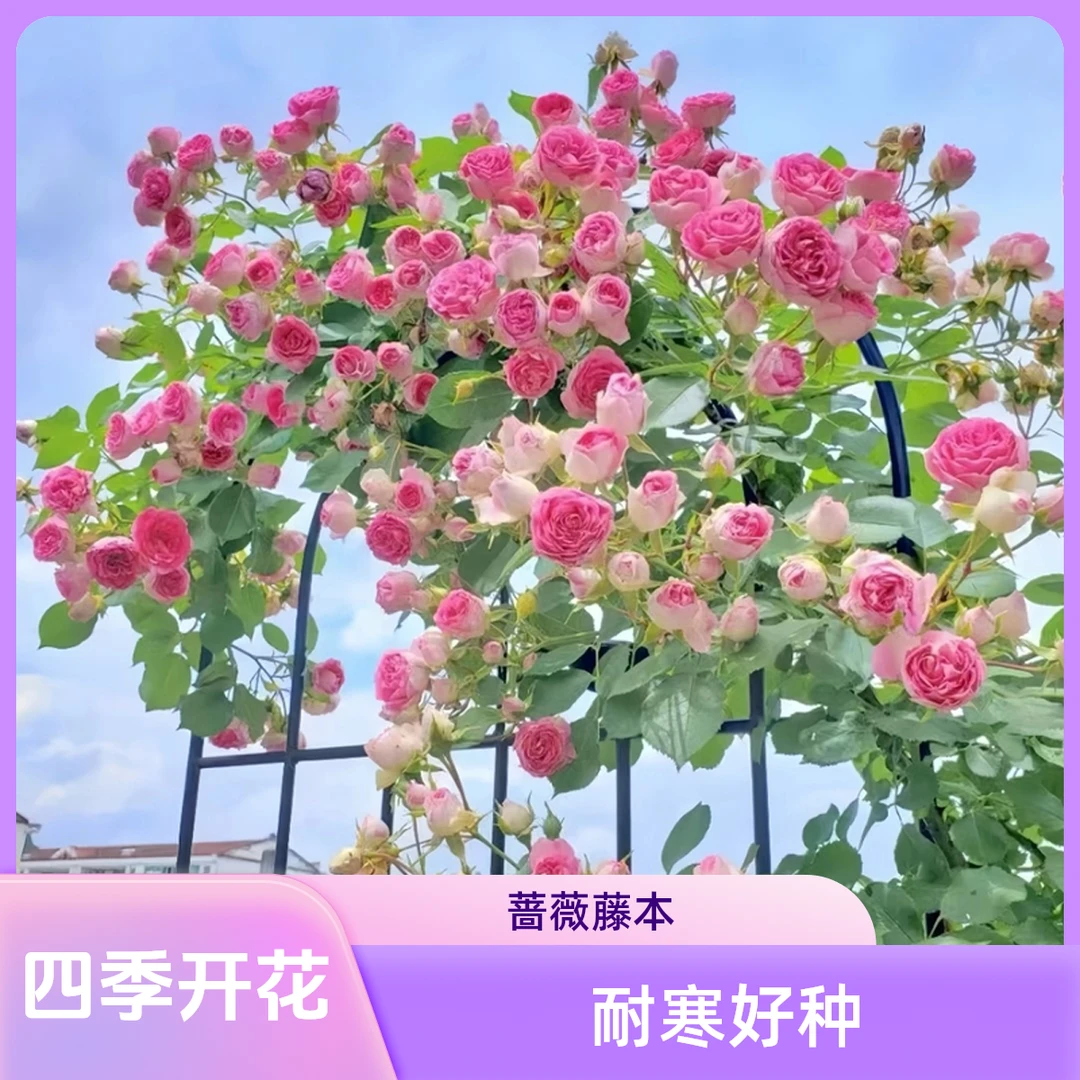 爬藤蔷薇老桩重瓣大花藤本月季花苗庭院耐寒植物阳台种植玫瑰花