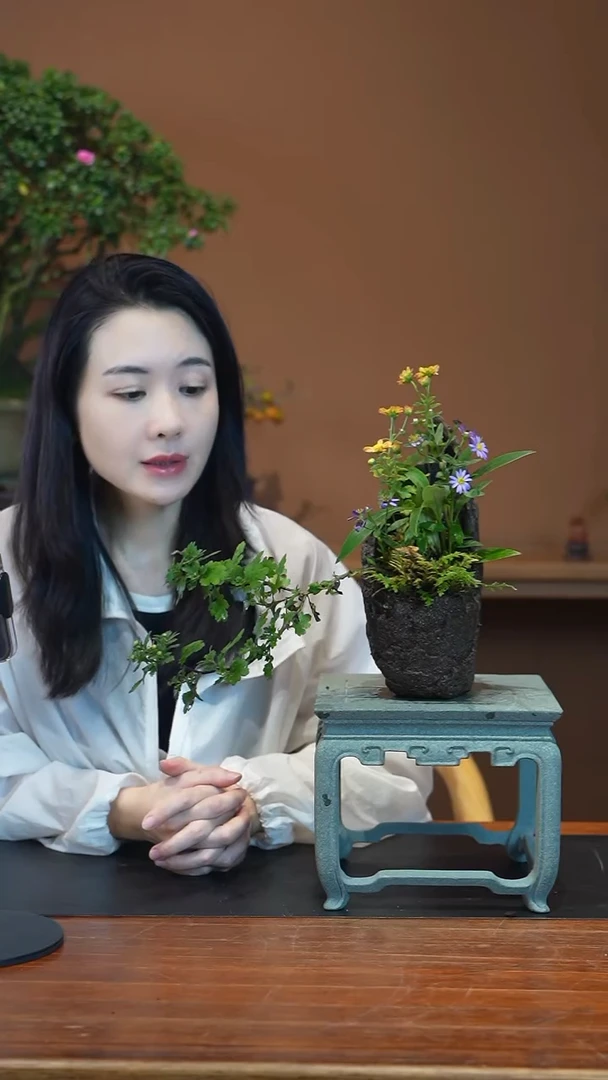 全部花朵山野草盆景盆景盆景