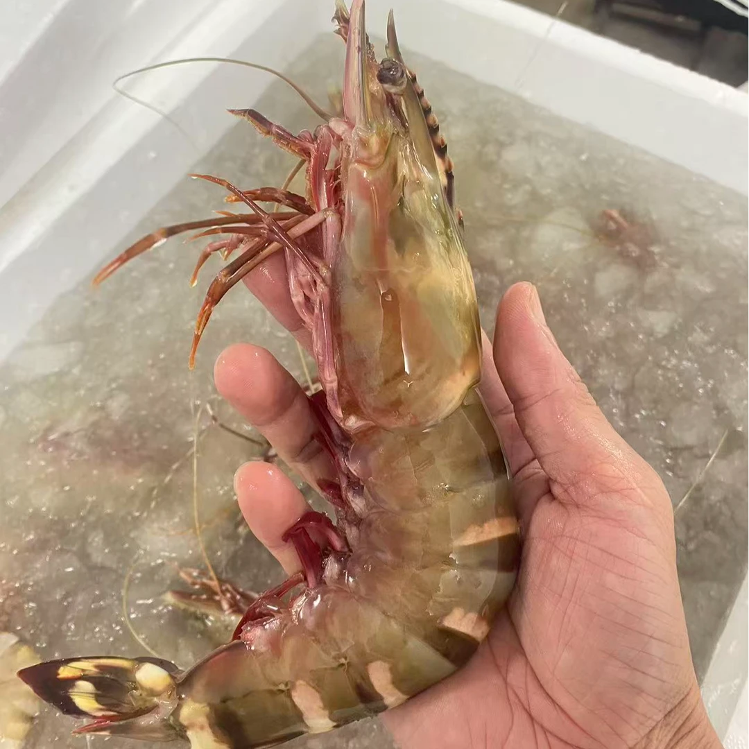 特大花虾 斑虾九节虾天然海虾湛江北海新鲜海鲜海水虾冷链空运