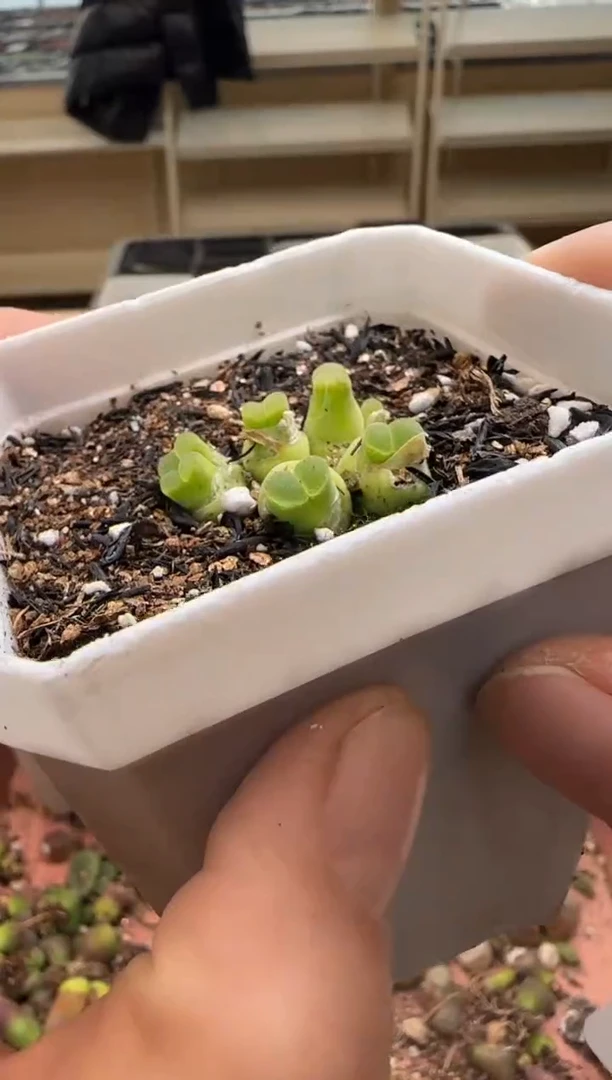 【闪购商品】13-247