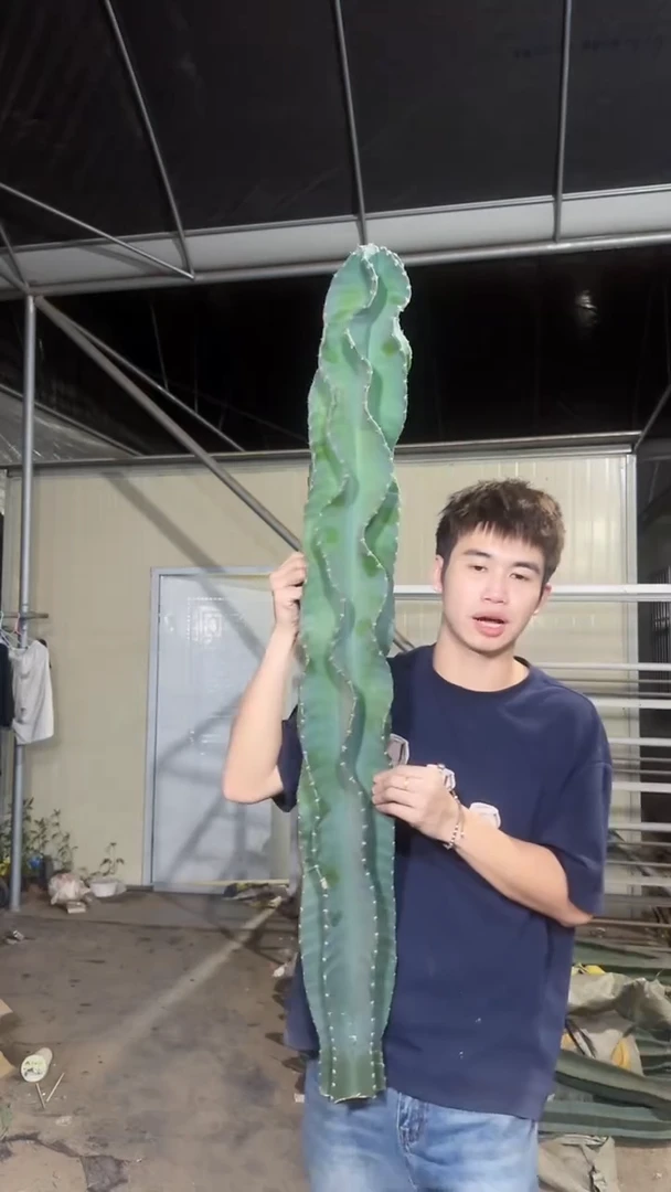 100-130cm 秘鲁苹果【无根】