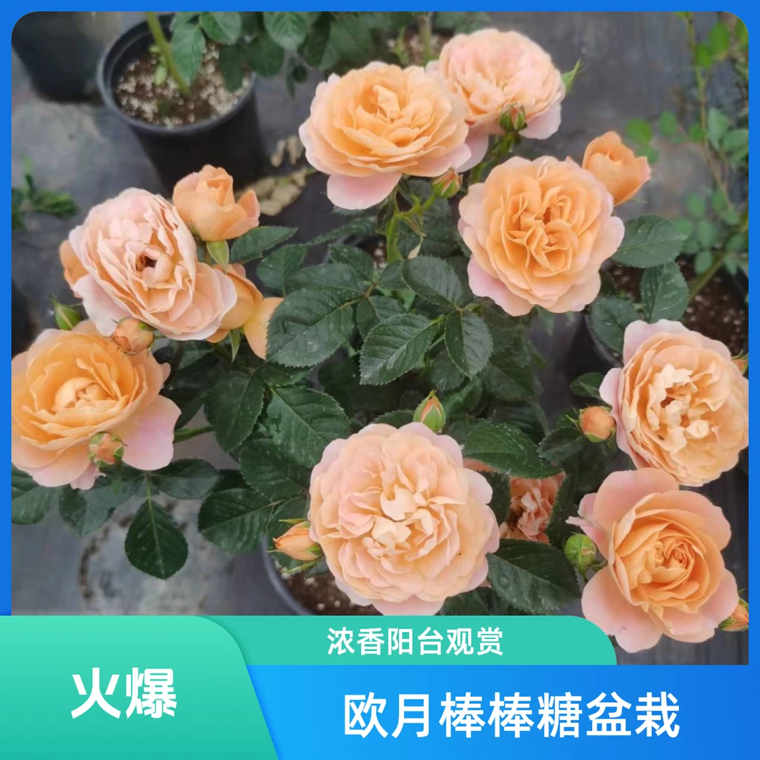 【顺丰包邮】棒棒糖欧月大花浓香观赏型花卉 庭院阳台系列盆栽月季