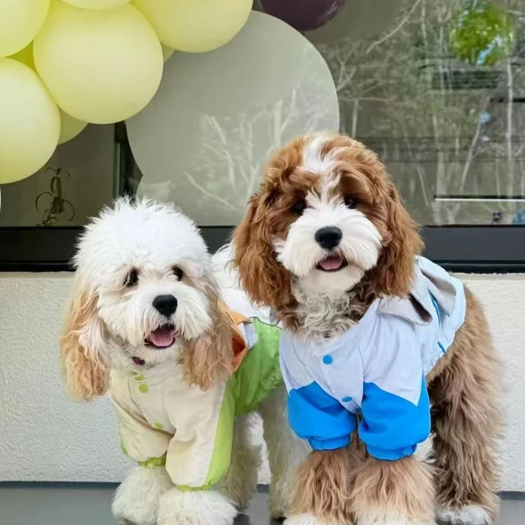 马尔泰比熊雪纳瑞可卡熊可卡布小体宠物狗