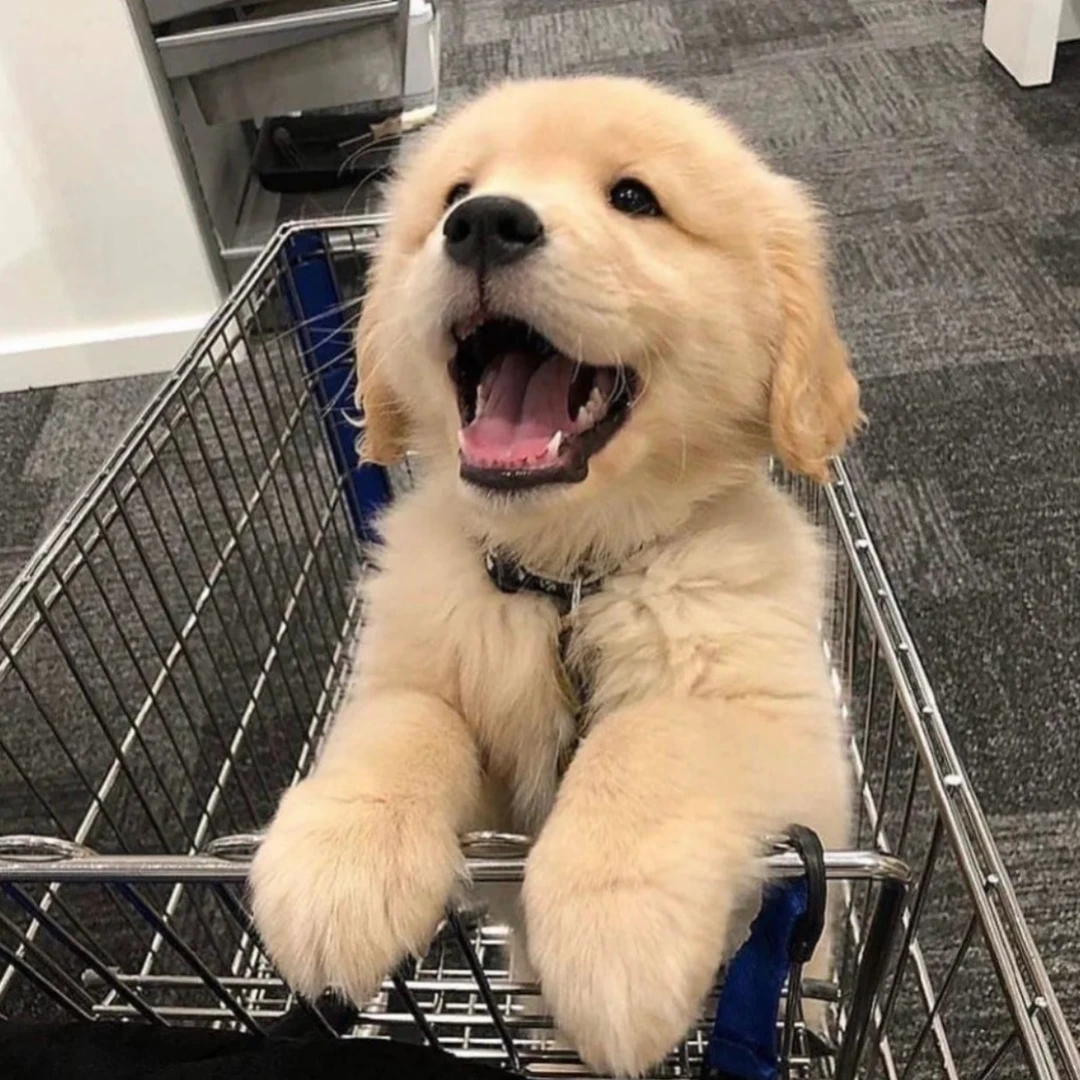 直播精品一对一萌宠