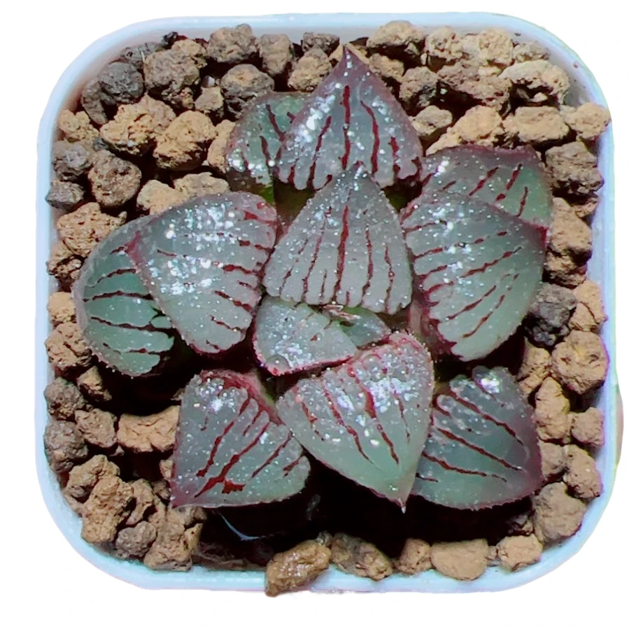 香瓜岛多肉【满18包邮】