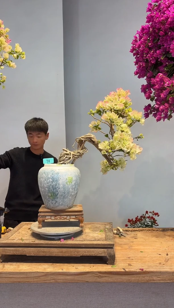 以实际为准1****8三角梅98