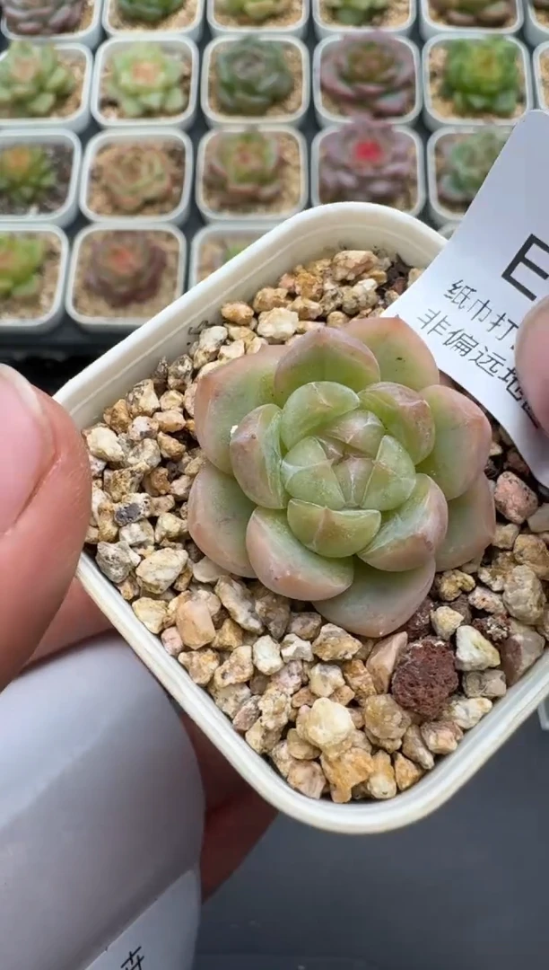 387E云禹多肉植物 带盆土纸巾打包 3颗包邮