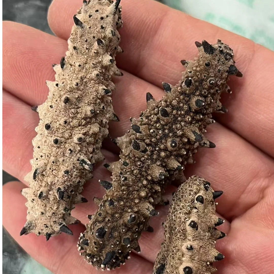 【干海参】90-100头 50g 树参海参