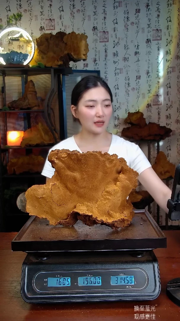 松针层孔菌中国大陆【藏区】松树桑黄（3.21斤）40-50年份