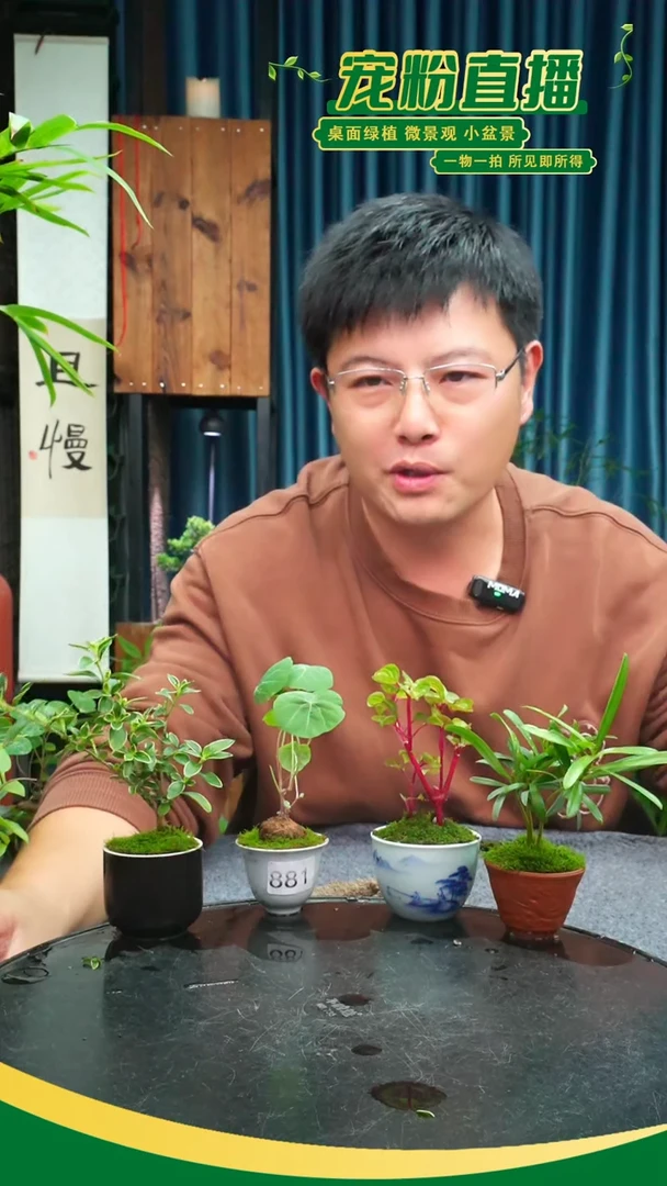 无花朵2**.苔藓微景观881号