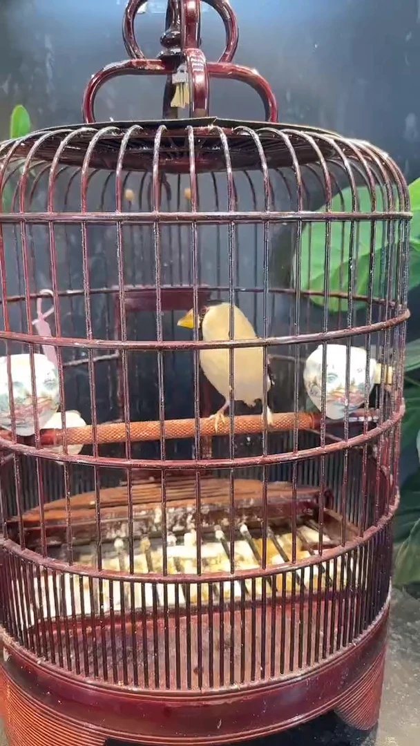 虎皮鹦鹉66号   花嘴养笼1元起拍