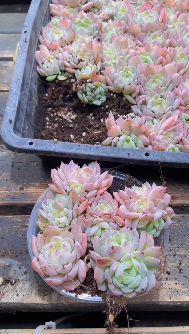 【闪购商品】011梦境量拍1盒