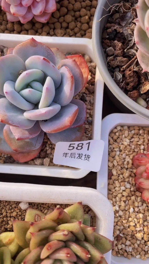 【闪购商品】581奶茶多肉