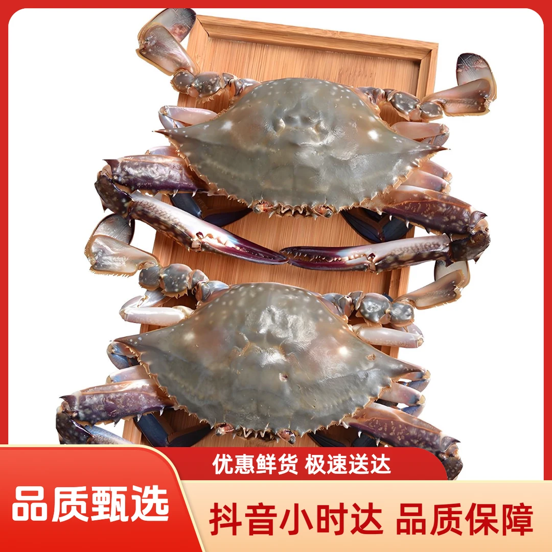 【超大只(纯母)】梭子蟹10只 约5斤 5两左右/只 鲜活打氧发货【保鲜不保活】