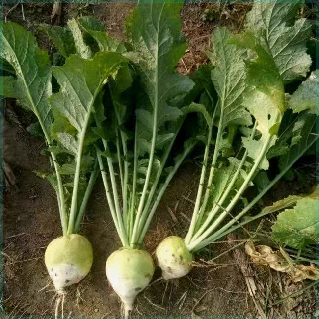 【小花缨芥菜种子】夏播秋播家庭阳台小院盆栽地栽四季种植蔬菜种子