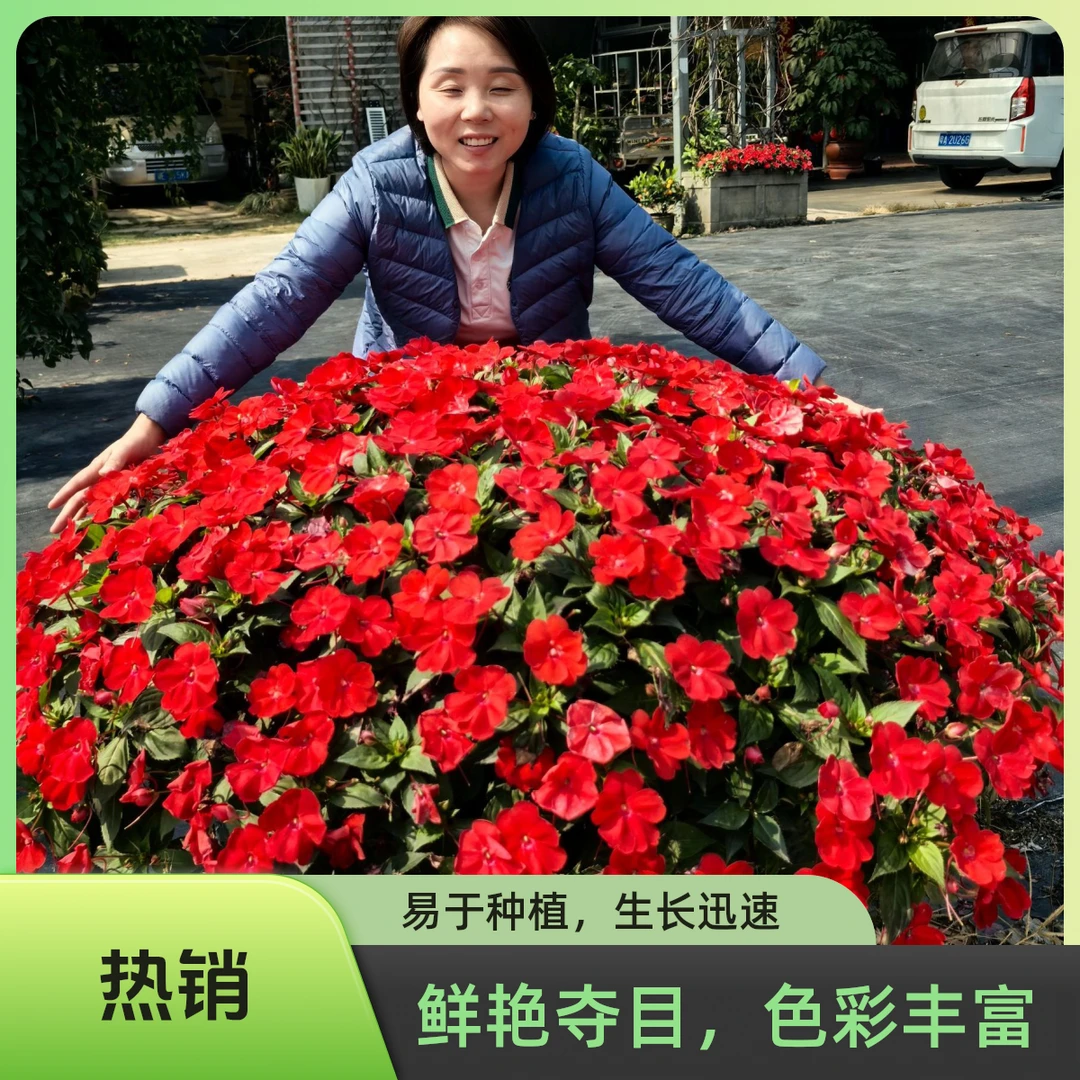 桑蓓斯凤仙花耐热四季开花机器多年生庭院阳台绿植