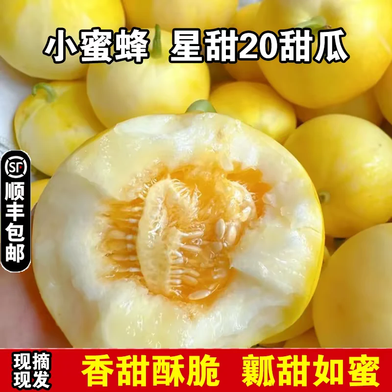 山东头茬小蜜蜂甜瓜早甜脆小蜜罐新鲜直供香甜美味