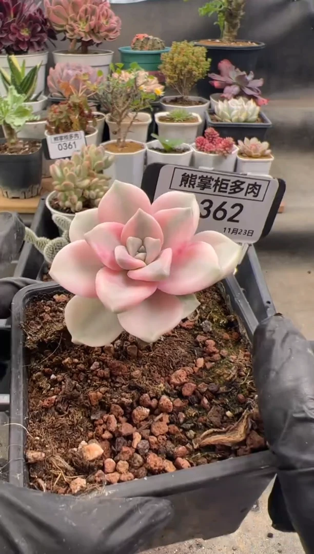 j****y1123-362-紫乐锦