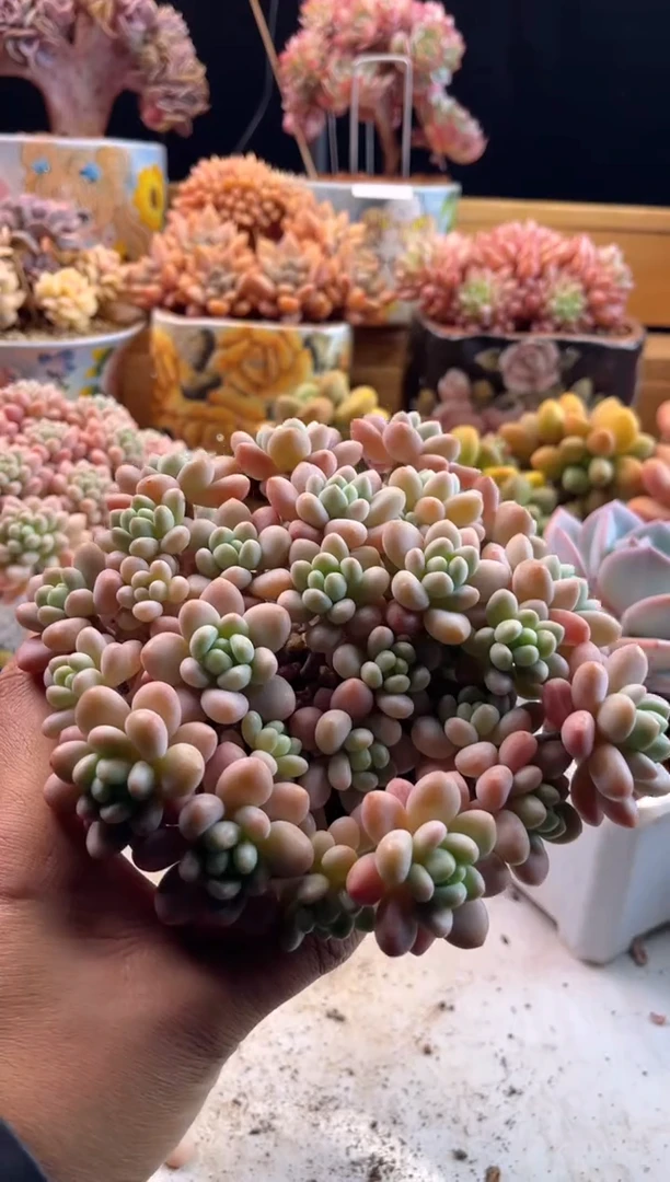 3.30-65鱼子酱1111