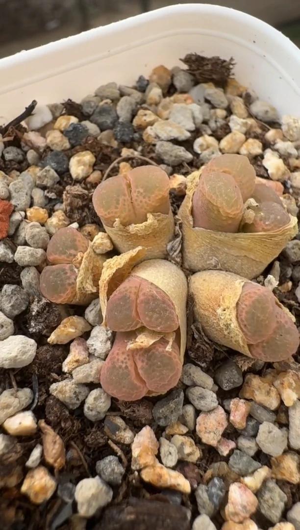 美丽的肉石头（25-31）-345粉樱