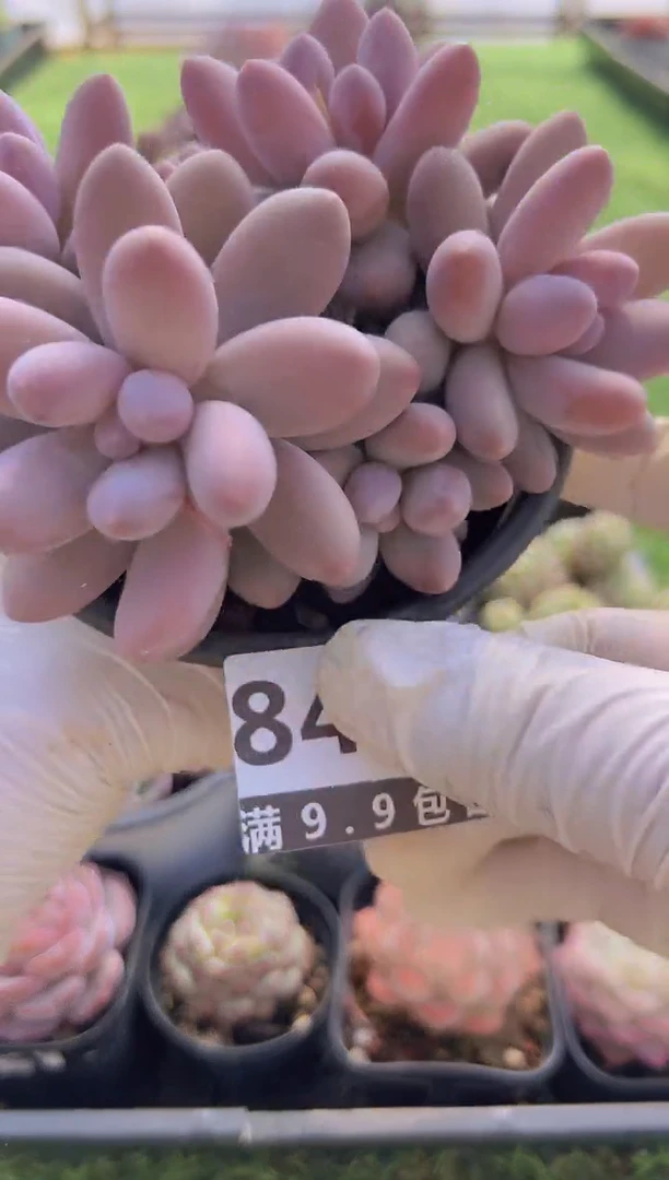 【闪购商品】信福多肉一物一拍