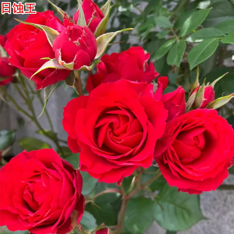 日蚀王阳台月季耐热大花红色微月多头阳台盆栽玫瑰花苗