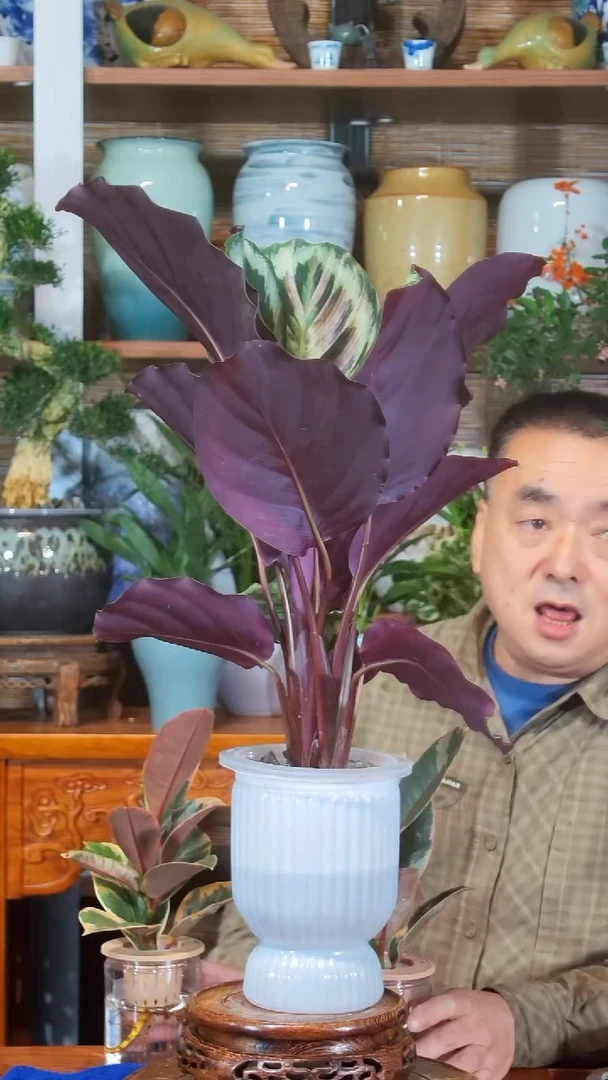 无花朵一****?水之韵水培美丽竹芋