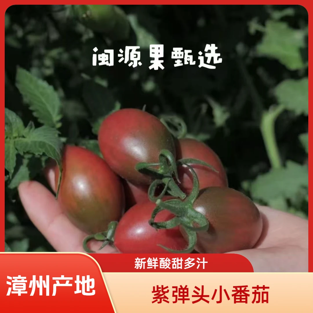 新鲜当季紫弹头小番茄圣女果酸甜多汁适合孕妇食用
