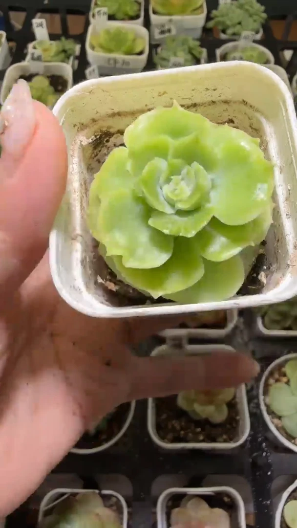1372  虾饺多肉植物