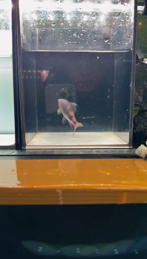 海水鱼红尾绿荧光